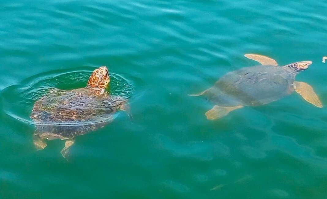 Aydınlı çevreciler Dalyan'ın güzelliklerini keşfetti