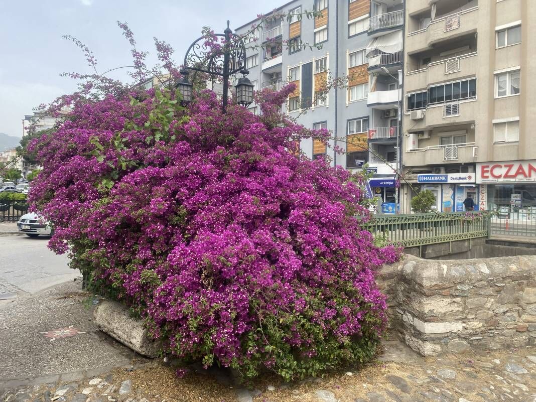 <p>Bahar ayların gelmesi ve havaların ısınması ile birlikte Aydın’da cadde ve sokaklar, açan çiçeklerle renklenmeye başladı. Efeler’de bulunan Çavuş Köprüsü’nde açan begonvil çiçekleri ise kentin içine ayrı bir hava hattı. Mor çiçekler ile kaplı olan köprünün girişinden geçen vatandaşlar, gördükleri manzaraya kayıtsız kalamayıp fotoğraf çekerek sosyal medya hesaplarında paylaştı. </p>