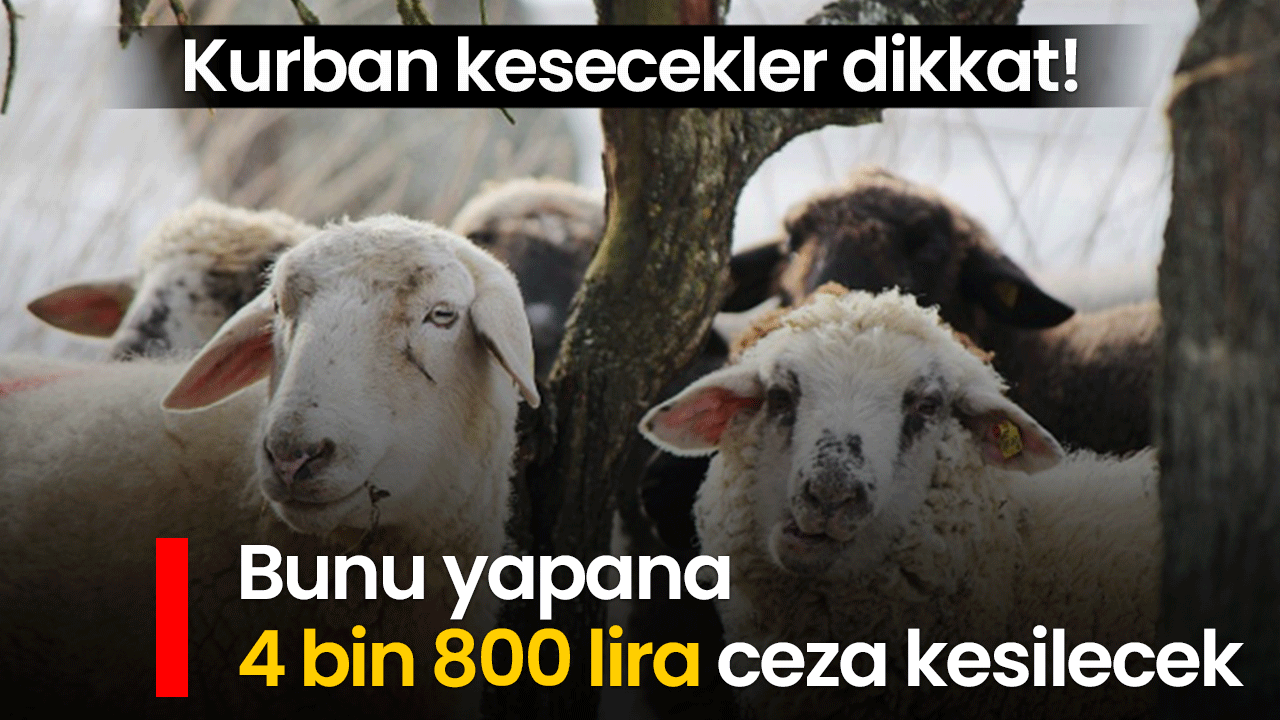 Kurban kesecekler dikkat! Bunu yapana 4 bin 800 lira ceza kesilecek