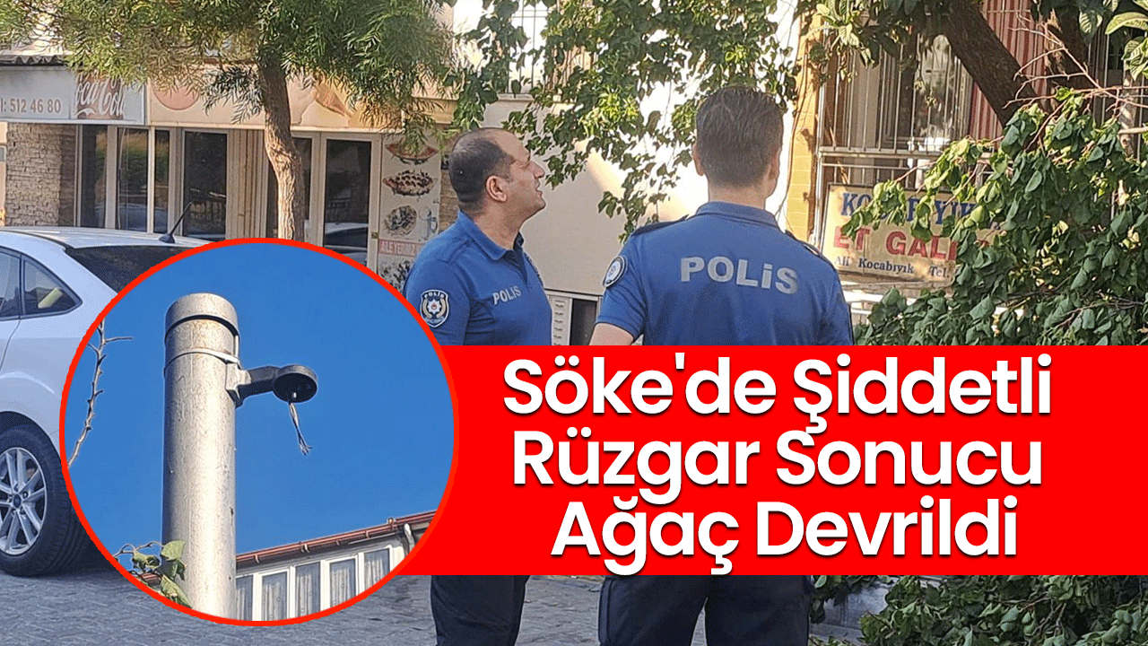 Söke'de Şiddetli Rüzgar Sonucu Ağaç Devrildi