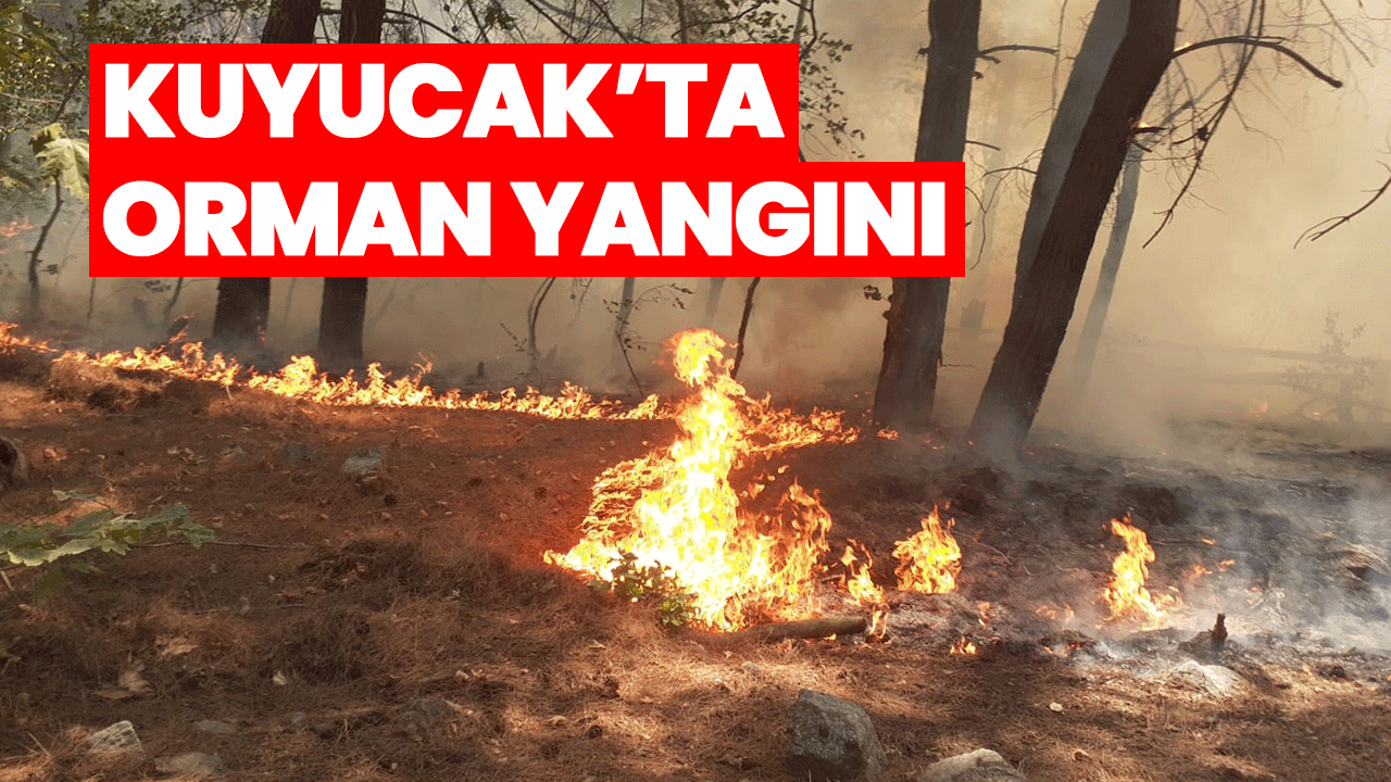 Kuyucak’ta orman yangını