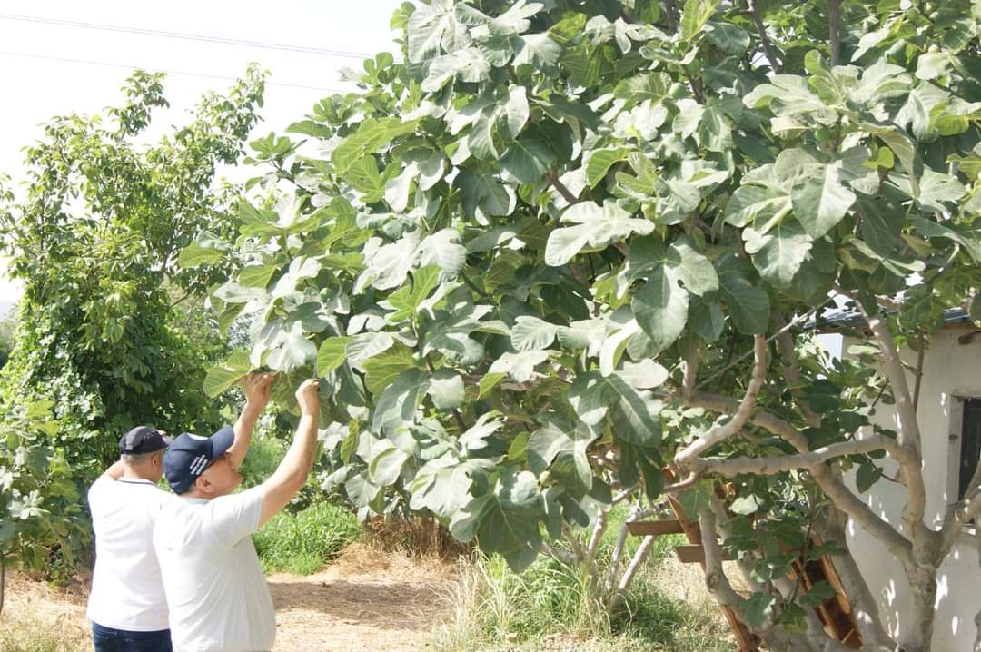 Kuyucakta Incir Bahceleri Kontrol Edildi Internet Gazete 484256 D2852Cdbea6C913C87E36636167Df730