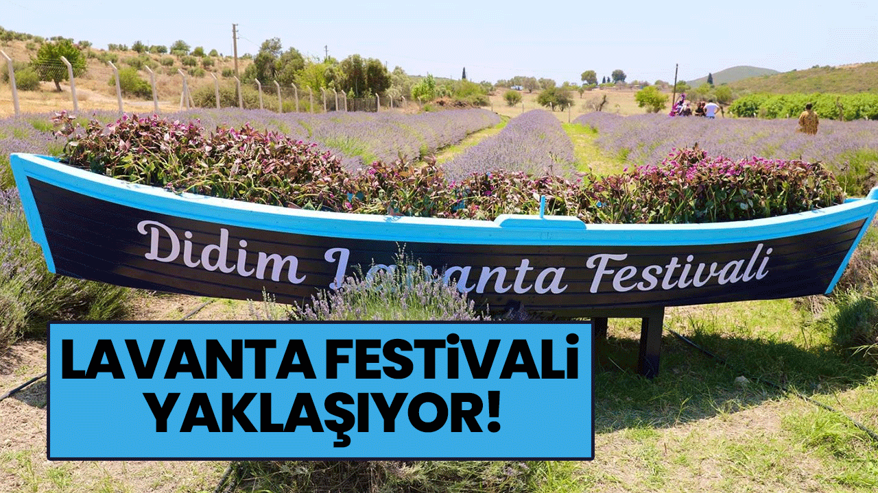 Lavanta Festivali yaklaşıyor!