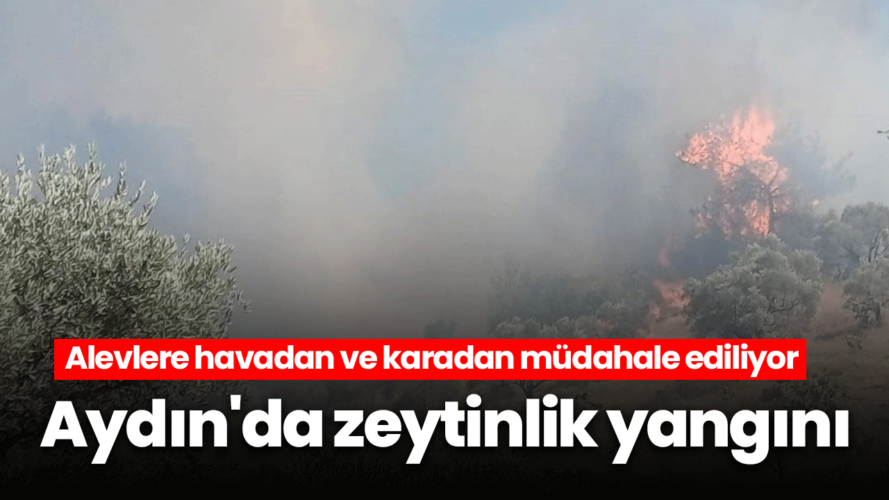 Aydın'da zeytinlik yangını! Alevlere havadan ve karadan müdahale ediliyor