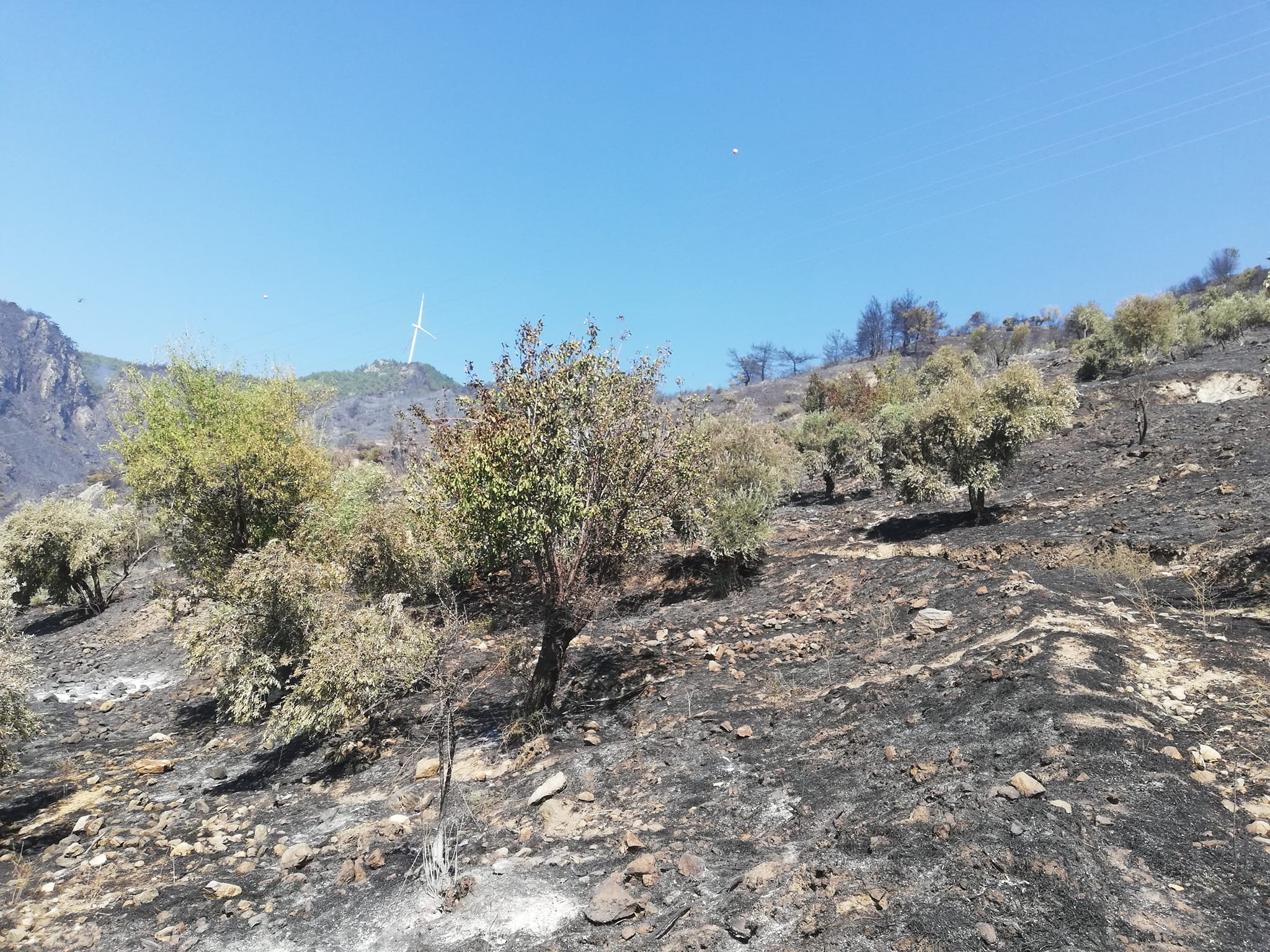 Aydın'da zarar tespiti başladı