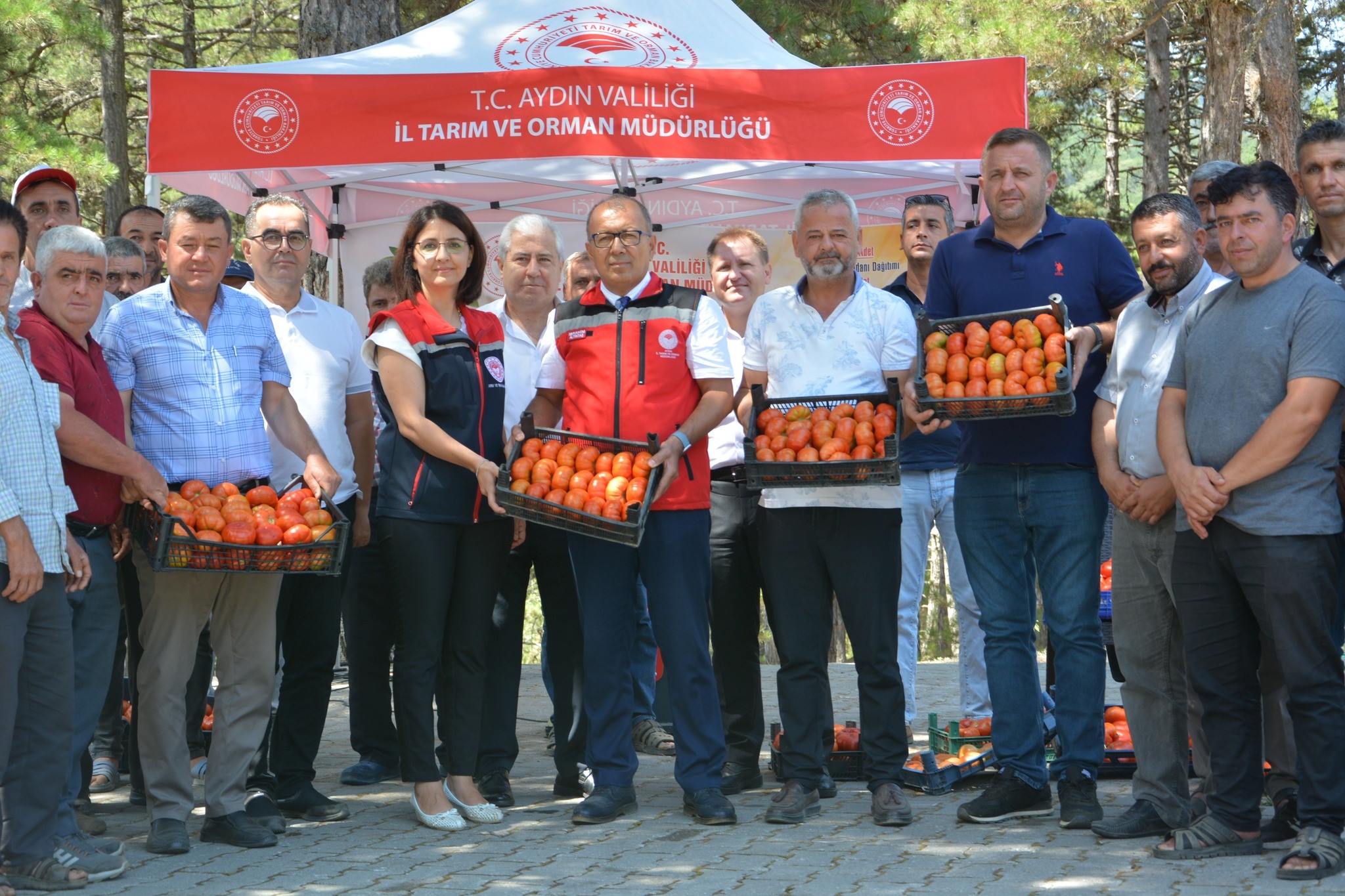 Kuyucak'ta domates hasat şenliği