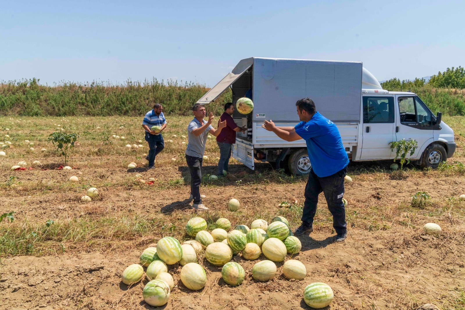 Tarlada kalan karpuzunu hayvanlara dağıttı