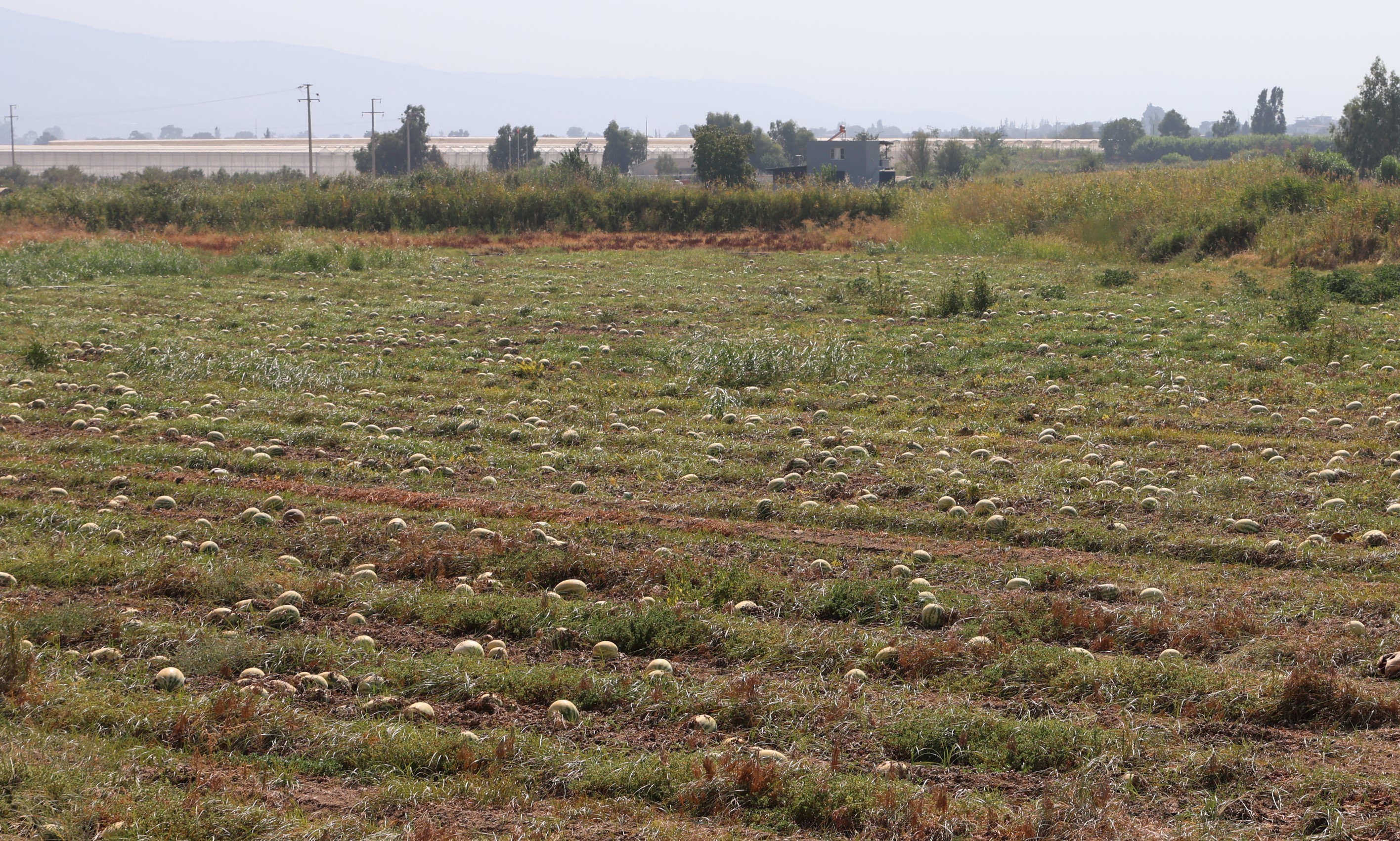 Aydın'da plansız üretim üreticiye hayatının şokunu yaşattı