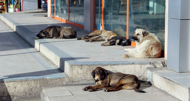 Aydın Veteriner Hekimleri Odası'ndan belediye başkanlarına çağrı