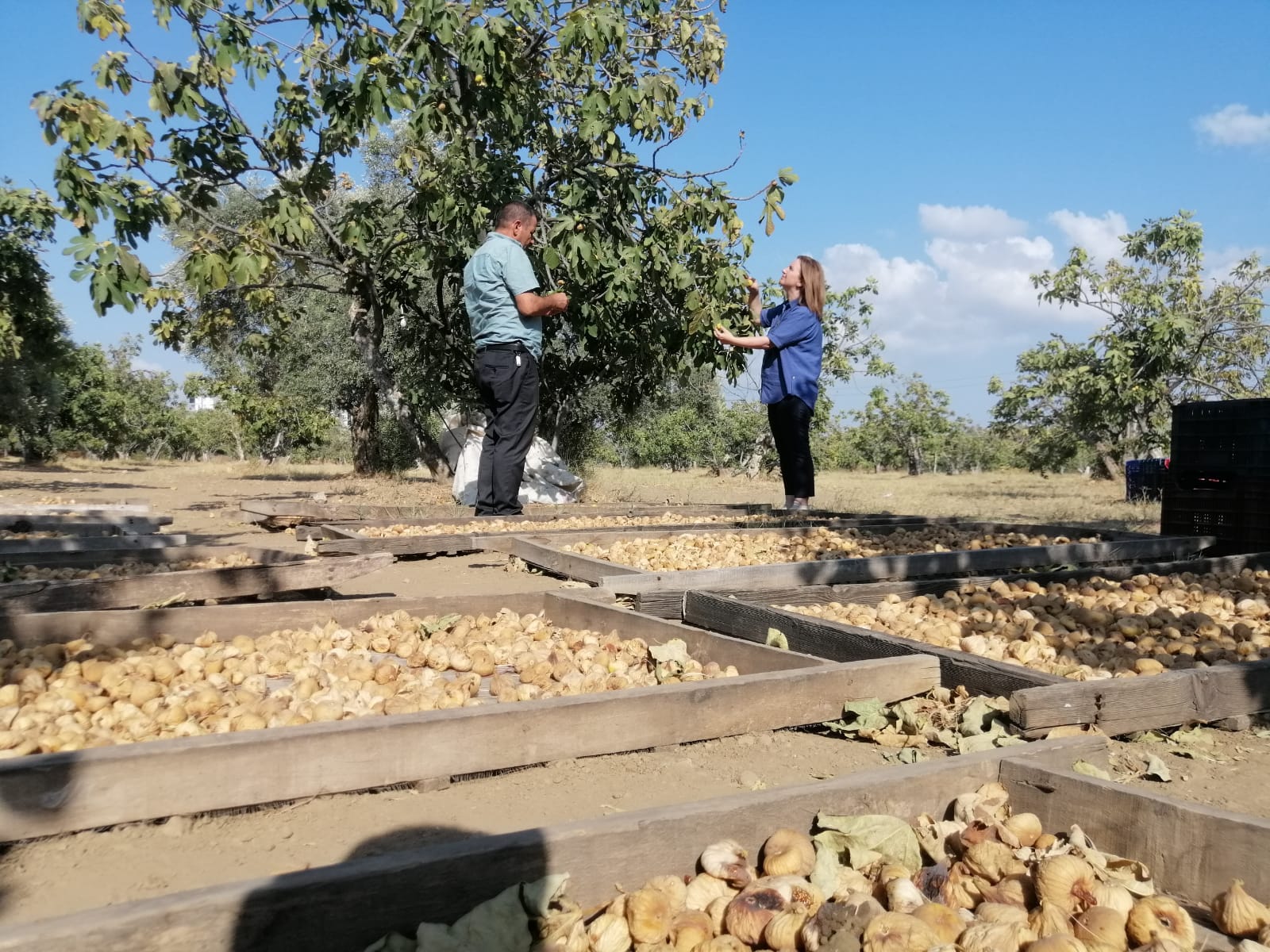 Başkan Egesel'den Aydın’a organik tarım ziyareti