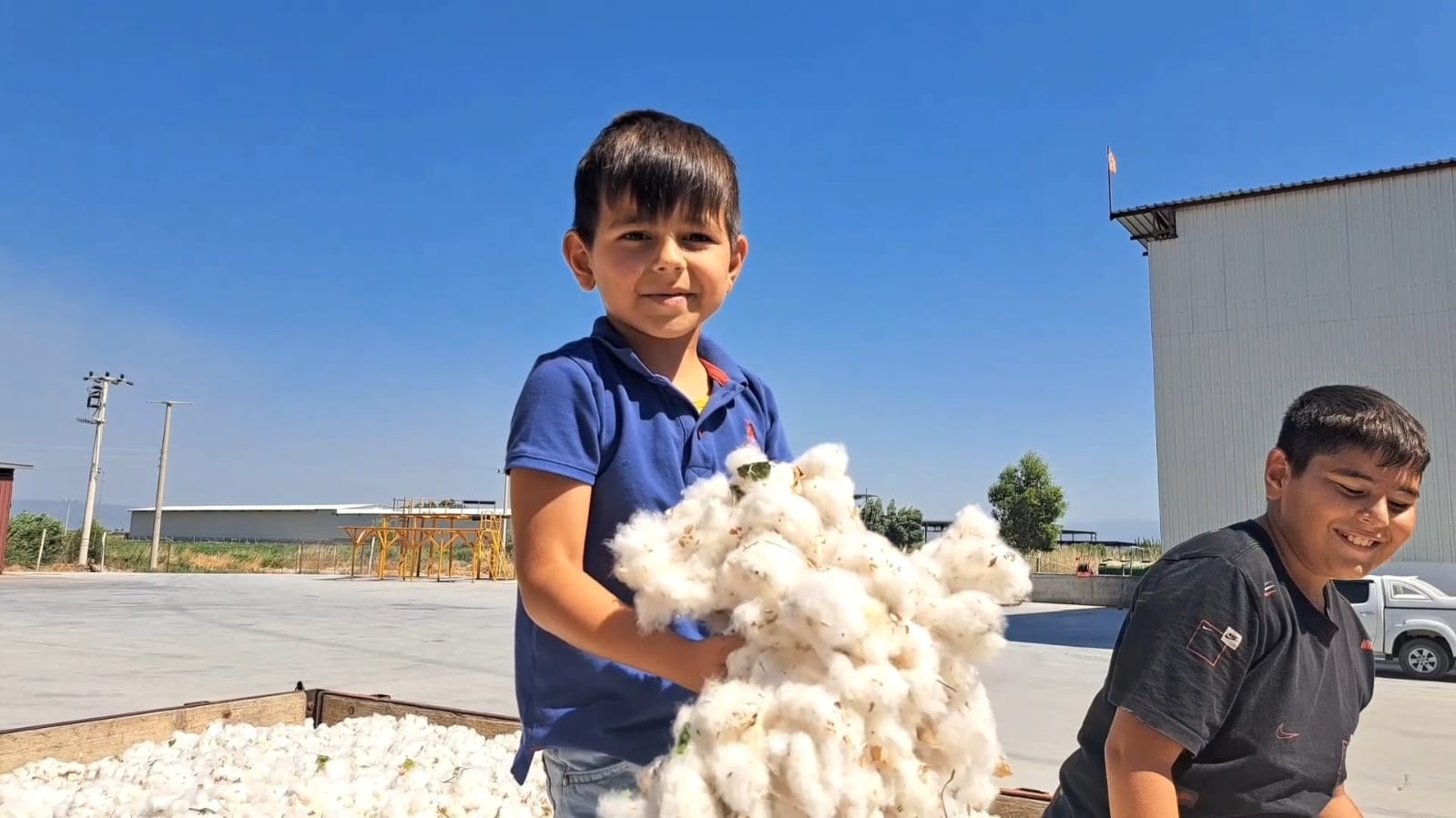 Söke Ovası, bu yıl da sezonun ilk pamuğunu hasat etti