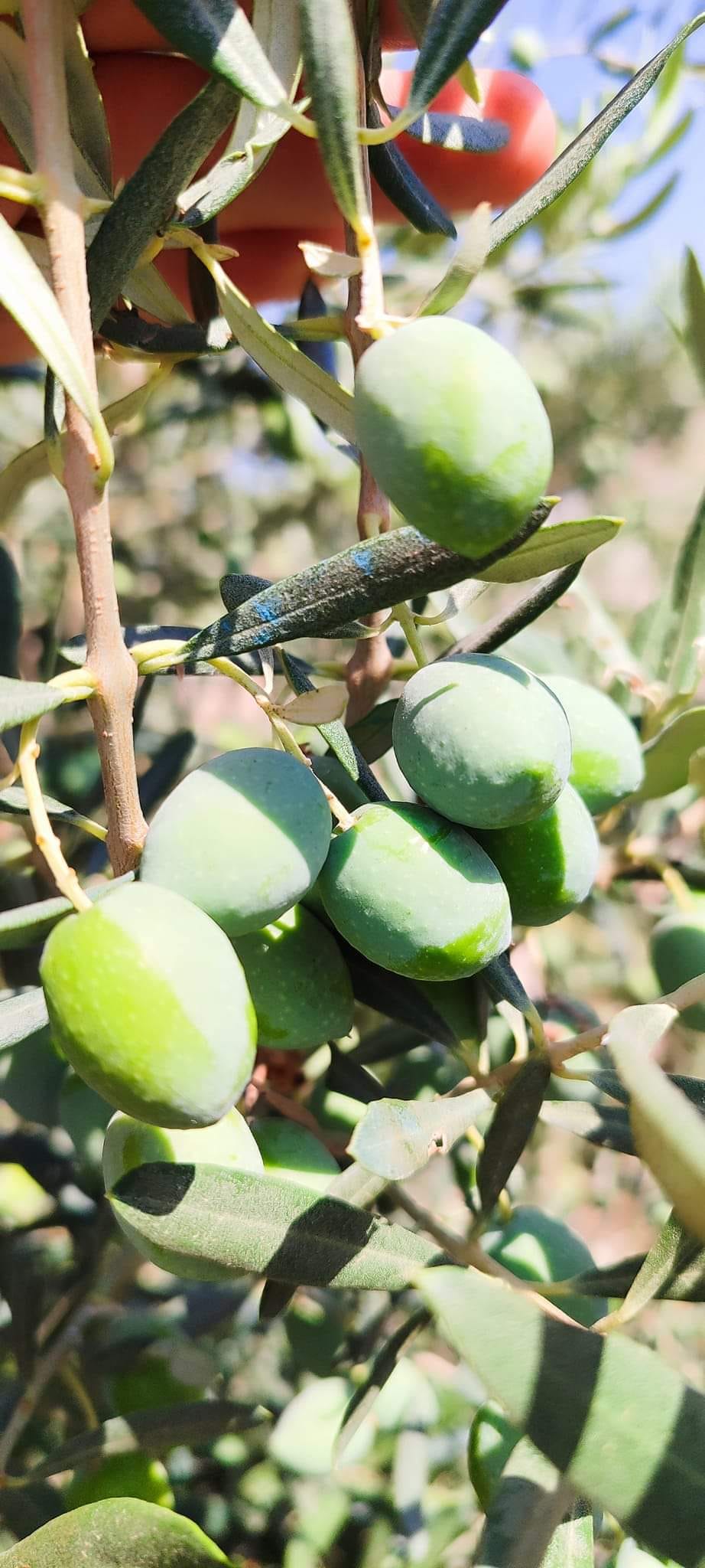 Zeytin sineği ile mücadeleye başlayın