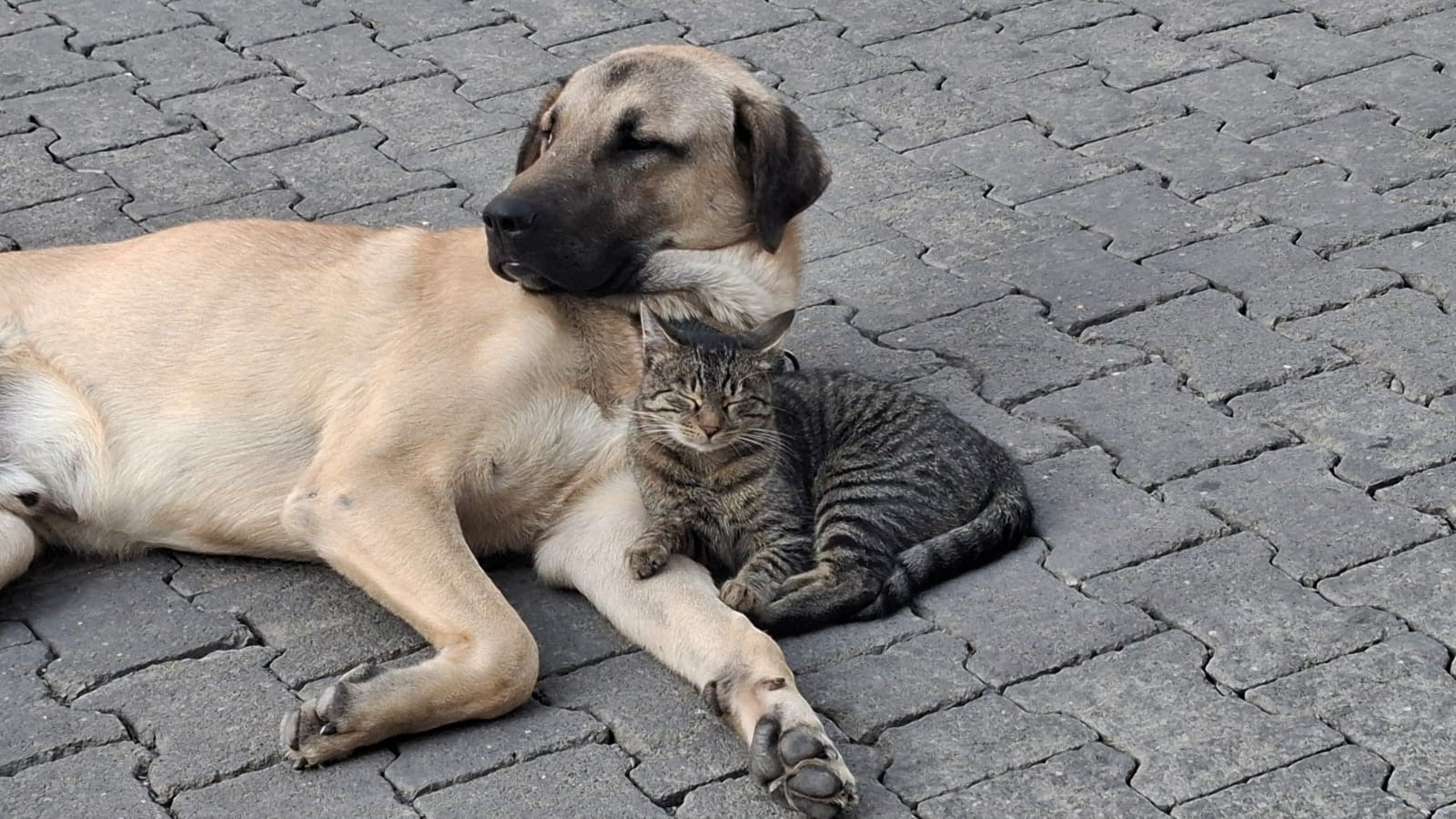 Kıyamet günü yaklaştı! Kediler artık köpeklerin kucağında uyuyor