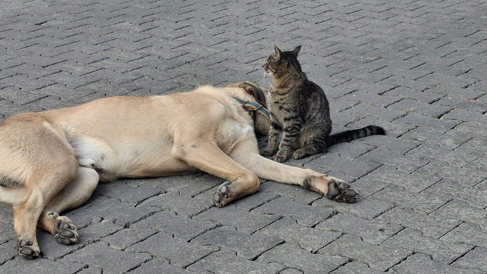 Kıyamet günü yaklaştı! Kediler artık köpeklerin kucağında uyuyor