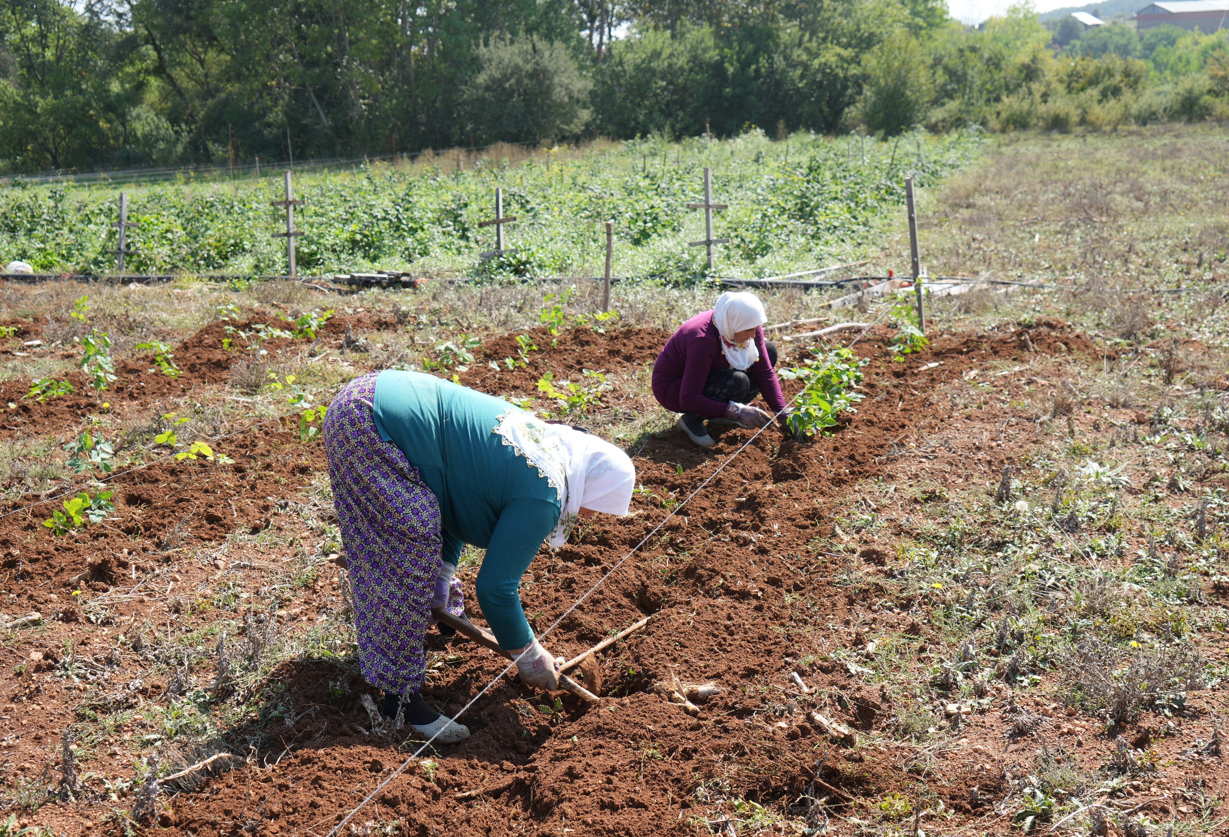 Yurt dışından getirtip arazisinde denedi; Şimdi siparişlerine yetişemediği ürünle para basıyor!