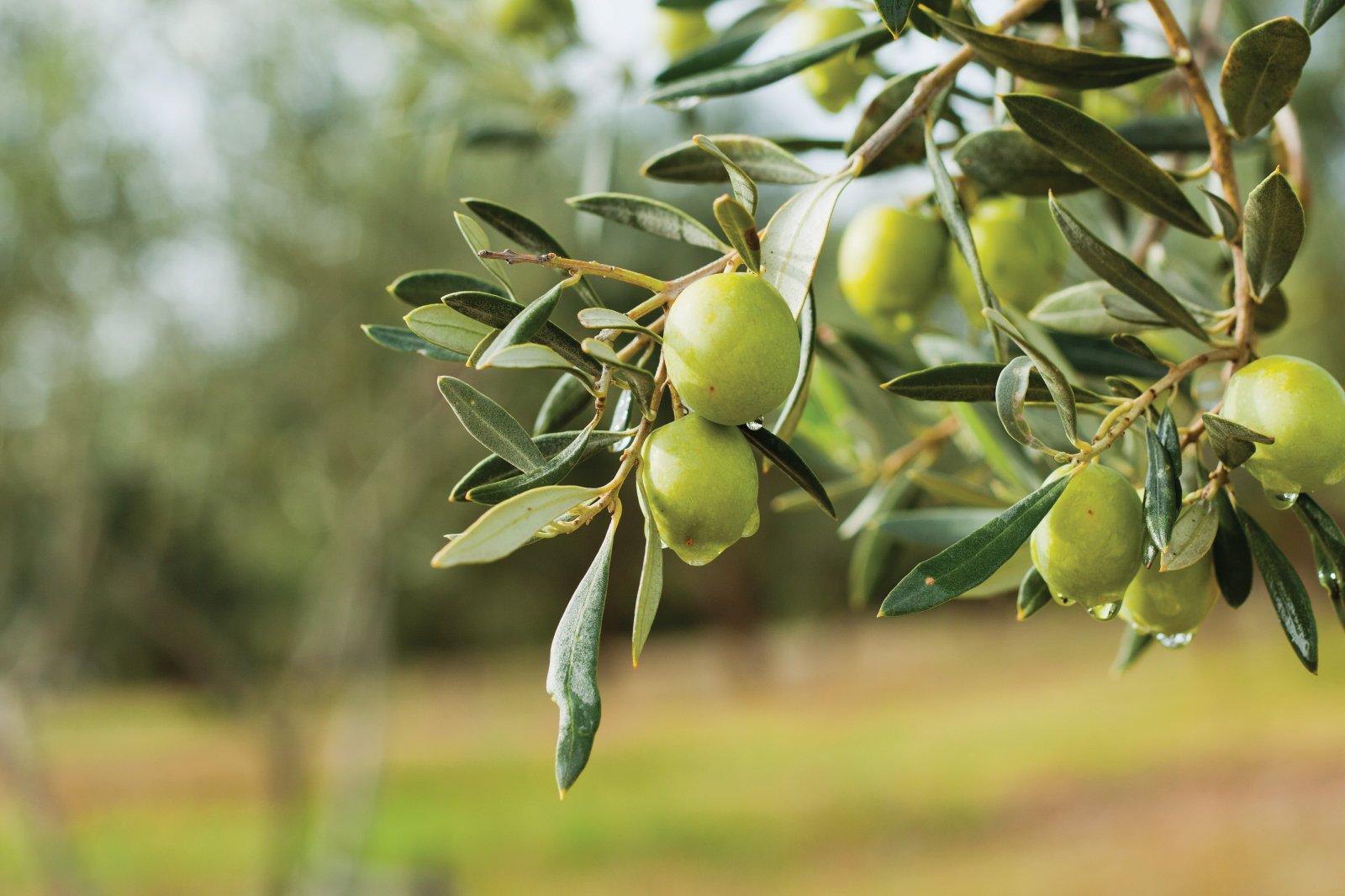 Aydinli Baskandan Zeytin Ureticilerine Cagri Aydinda Zeytin Hasadi Ve Satisi Durma Noktasinda 506784 Bfa760797A0Afbc845F969C322Abc0Da