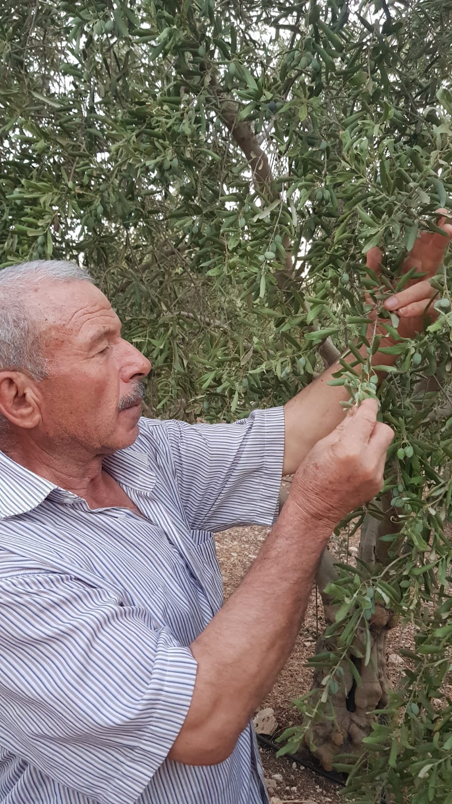 Bu yıl zeytin göz görmeden kaybolacak!