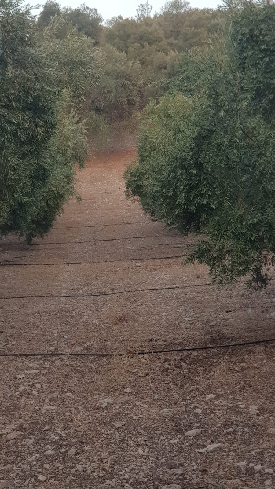 Bu yıl zeytin göz görmeden kaybolacak!