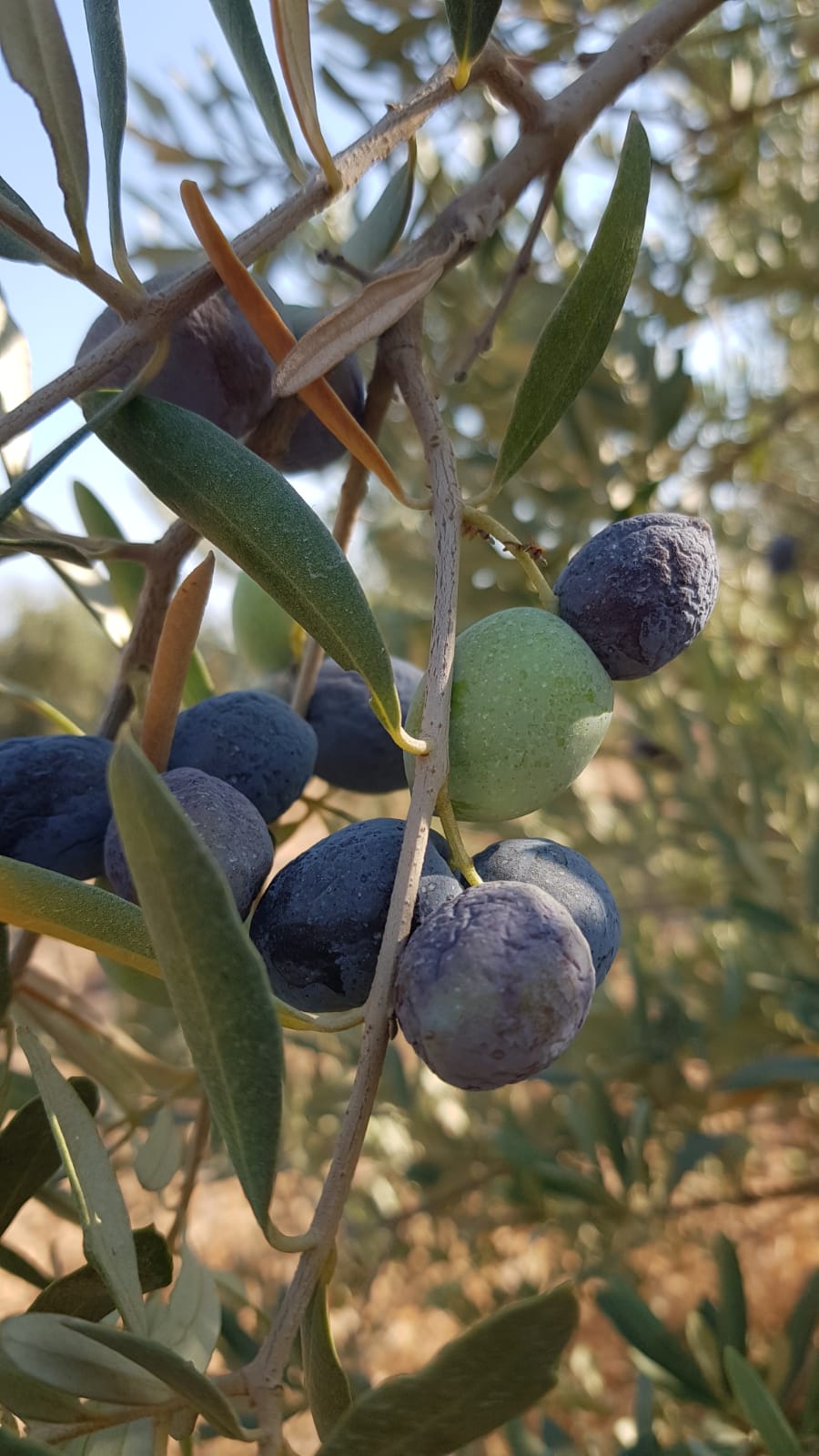 Bu yıl zeytin göz görmeden kaybolacak!