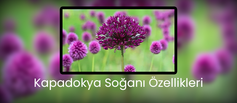 Kapadokya Soğanı Özellikleri