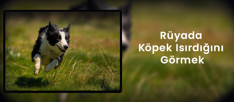 Rüyada Köpek Isırdığını Görmek