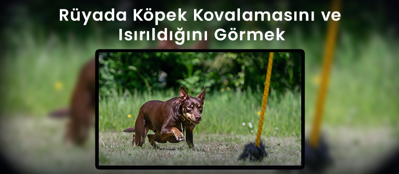 Rüyada Köpek Kovalamasını Ve Isırıldığını Görmek