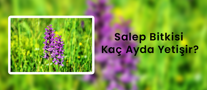 Salep Bitkisi Kaç Ayda Yetişir