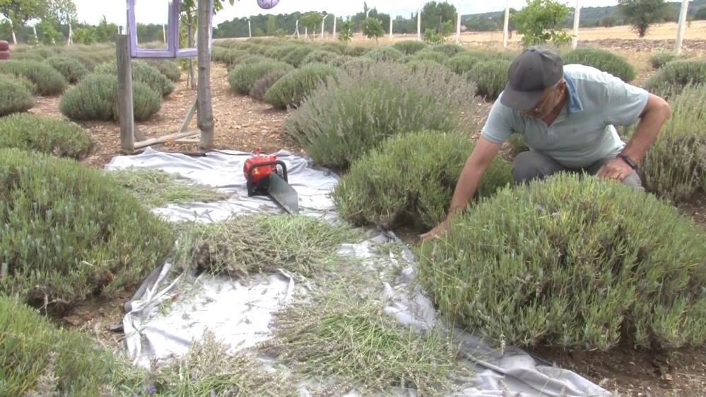 Bitki değil sanki para makinesi! Tozundan tohumuna kadar her şeyi çok değerli