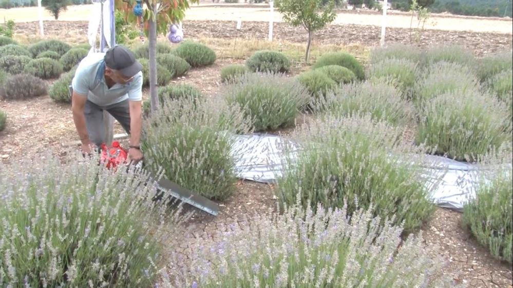 Bitki değil sanki para makinesi! Tozundan tohumuna kadar her şeyi çok değerli