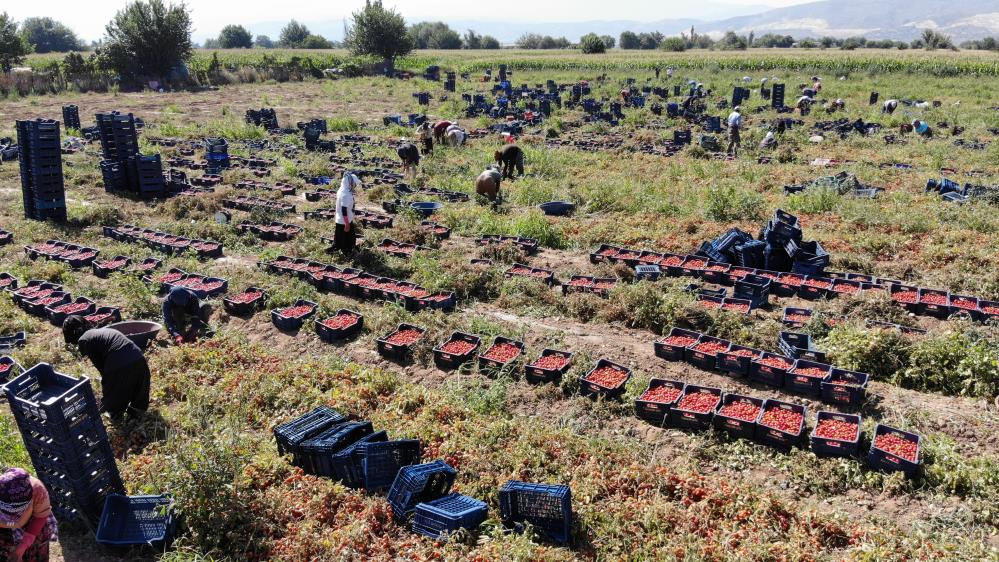 Aydın'da çiftçilerin yeni gözdesi; Büyük verim alındı, yüzleri güldürdü