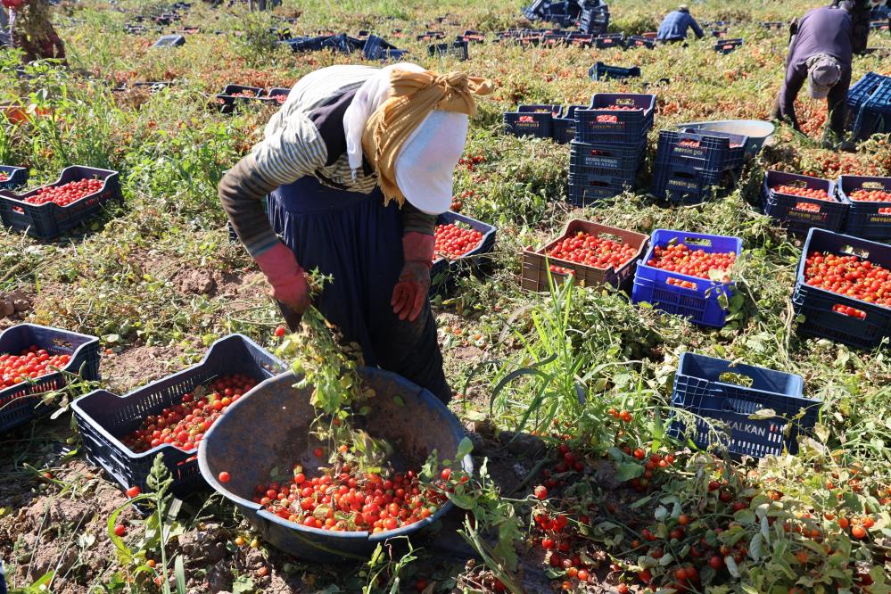 Aydın'da çiftçilerin yeni gözdesi; Büyük verim alındı, yüzleri güldürdü