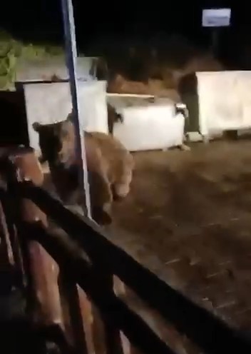 Sokak köpekleri saldırarak hayat kurtardı! Bu seferki çok farklı 