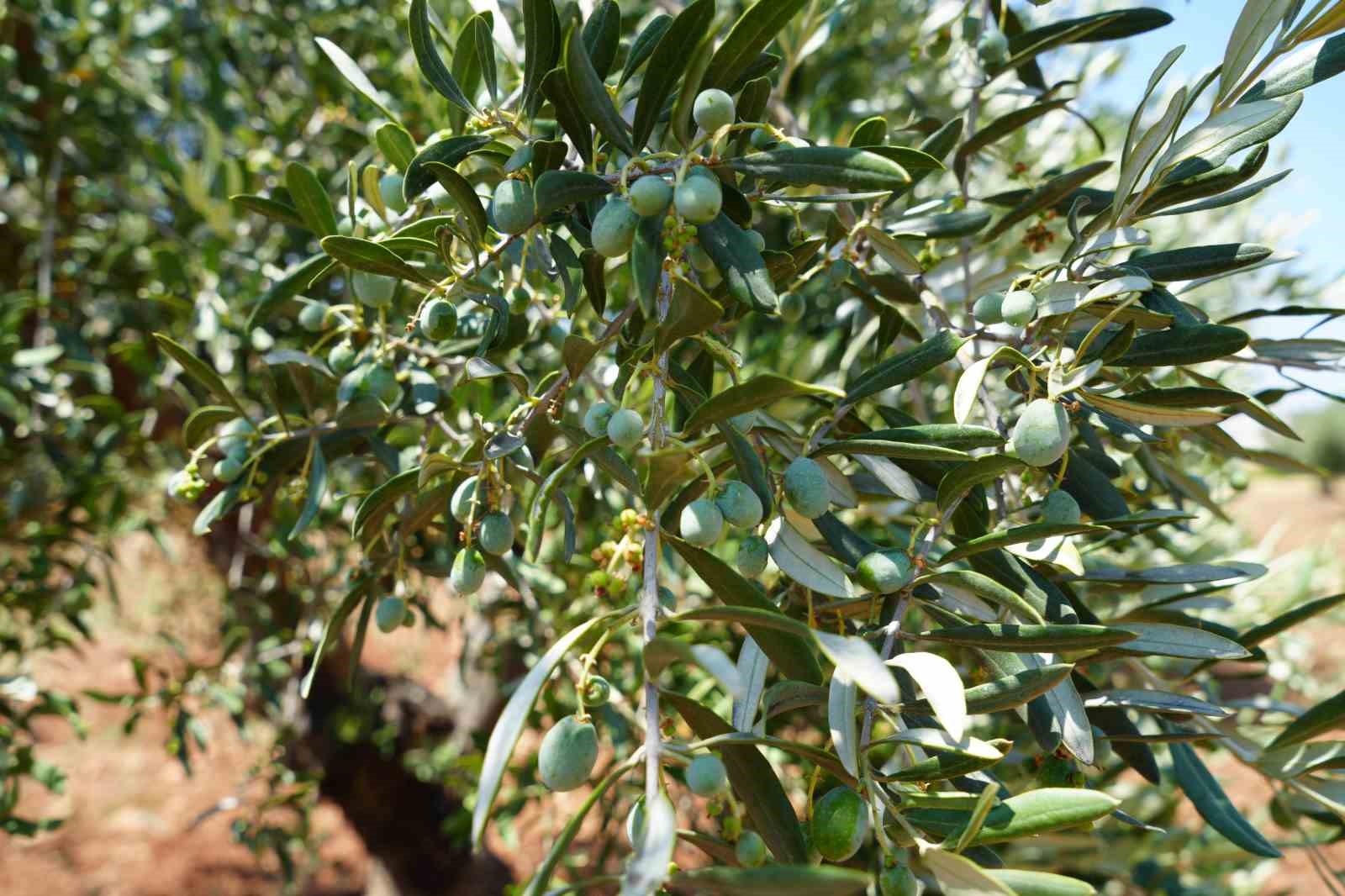 Zeytin ve incir yok olabilir! Profesörden endişelendiren açıklama 