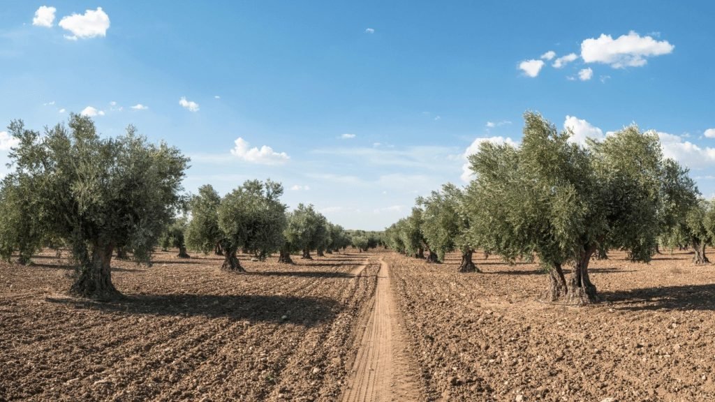 Zeytin ve incir yok olabilir! Profesörden endişelendiren açıklama 