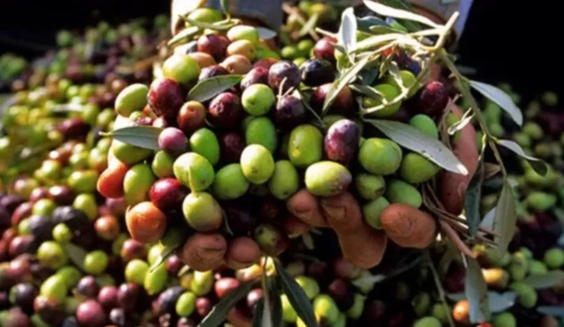 Zeytin için şok uyarı! Bunlar yapılmazsa dalında kalacak