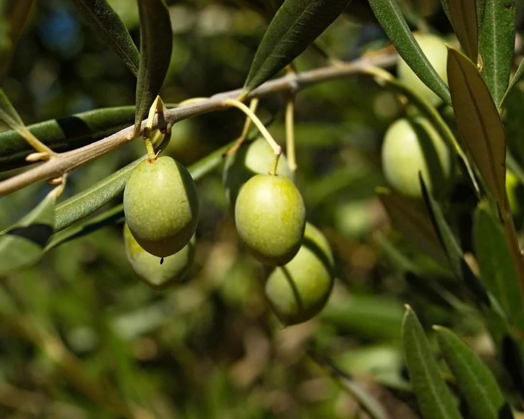 Zeytin Ureticisini Rahatlatan Aciklama Fiyatlar Yukselecek Onur Erkin 506264 C44773F06177Bc752Cc953661A0819Ca