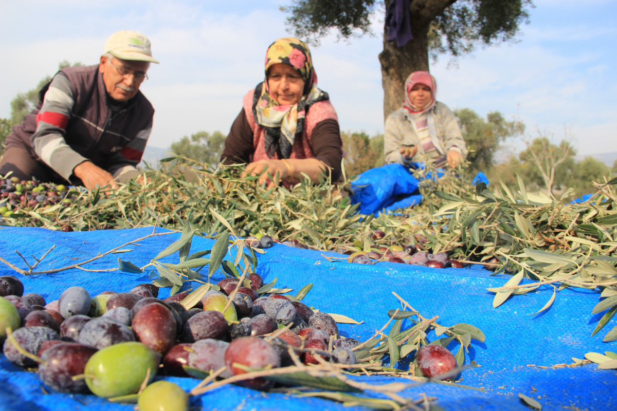 Bu yıl zeytin hayal oldu! Uygun fiyata zeytin bulunamayacak