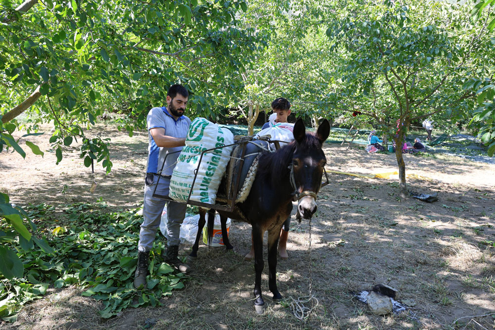 Aydın’da ceviz için hasat başladı