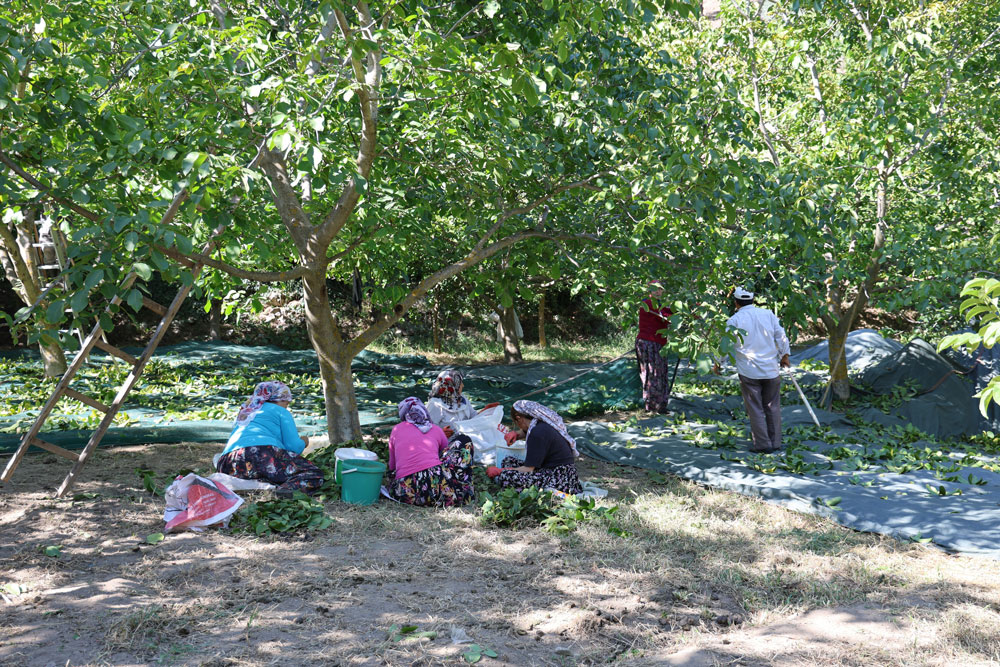 Aydın’da ceviz için hasat başladı