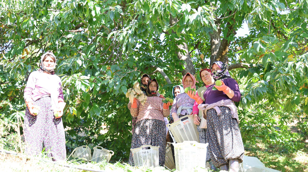 Aydın kestanesinin hasadı erken başladı