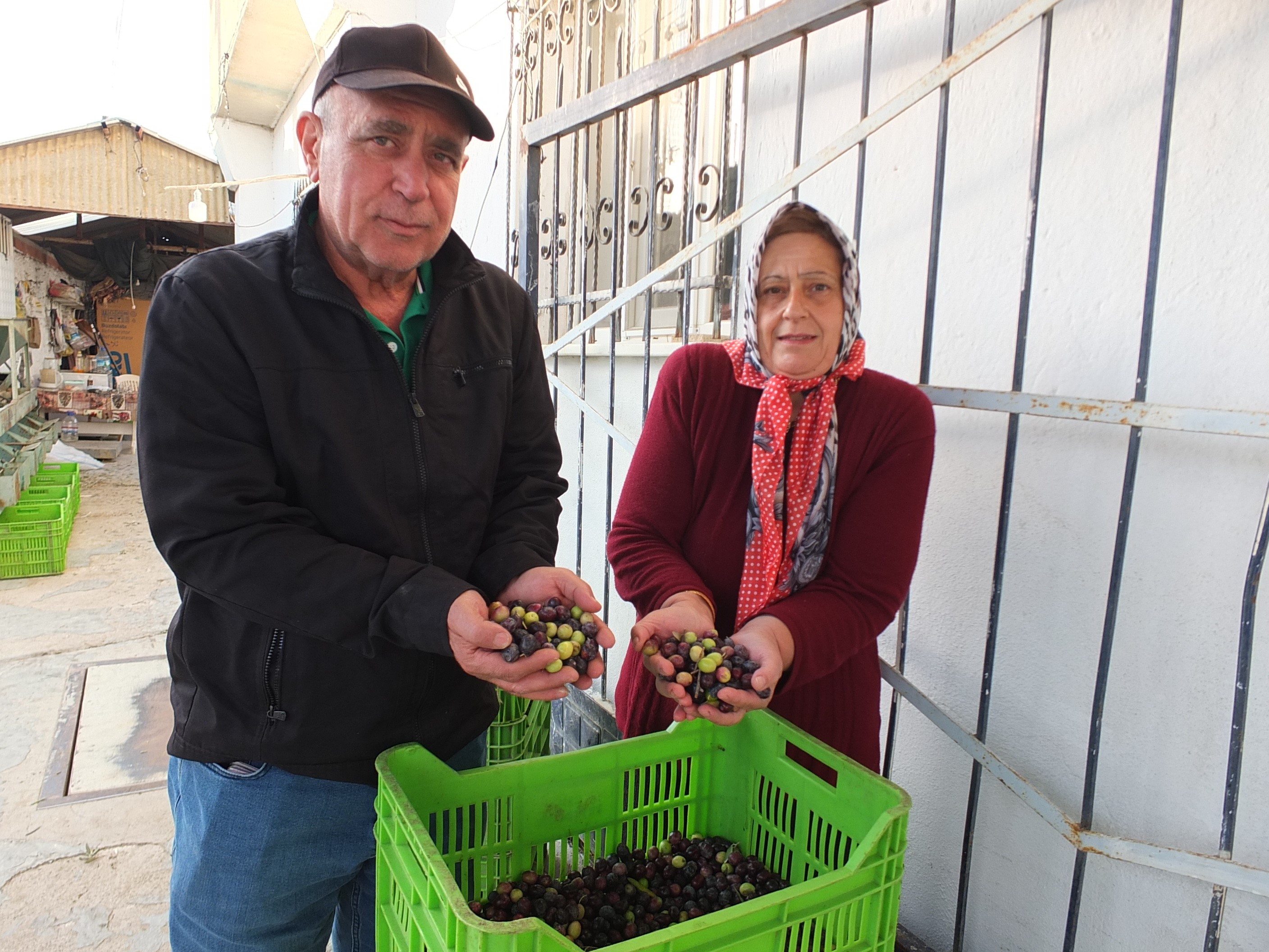 Zeytinde büyük şok! Üreticilerin işi zorlaştı