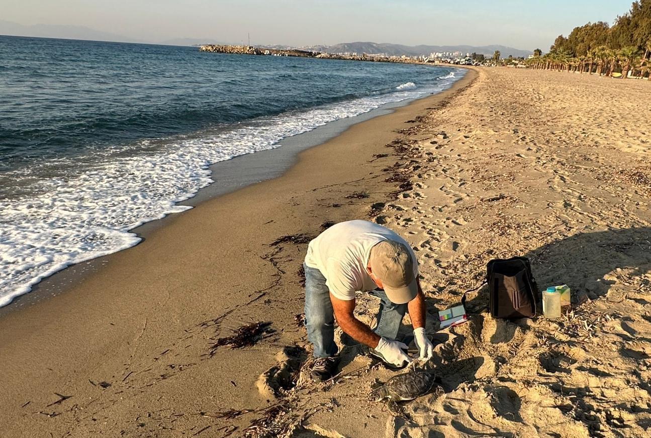 Kuşadası kıyılarında 2 deniz kaplumbağası ölü olarak bulundu