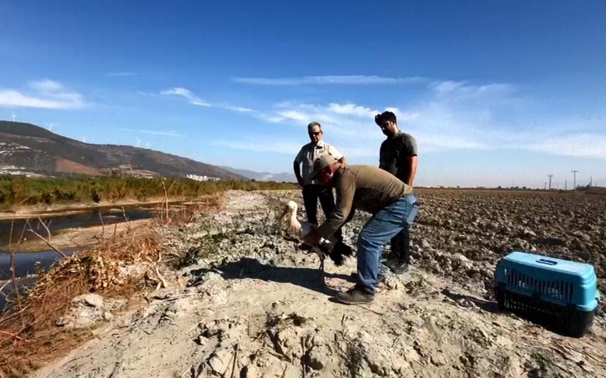 Aydın'daki yaralı leyleğe şefkat! Tekrar bakıma alınıp doğaya gönderildi 