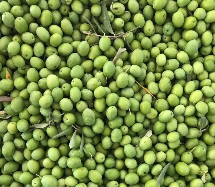 Zeytin üreticileri dikkat! Merakla beklenen rakam açıklandı