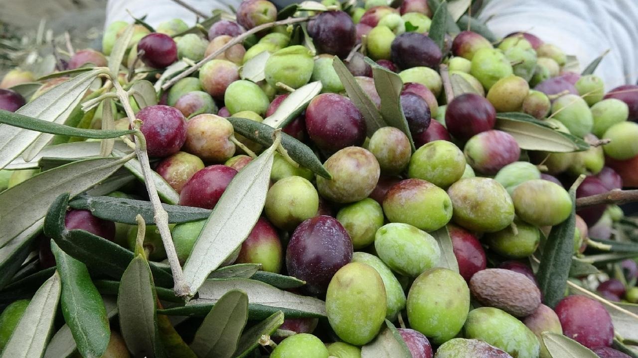 Zeytin üreticileri dikkat! Merakla beklenen rakam açıklandı