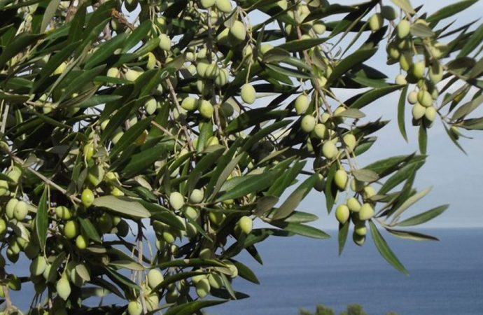 Zeytin üreticileri dikkat! Merakla beklenen rakam açıklandı