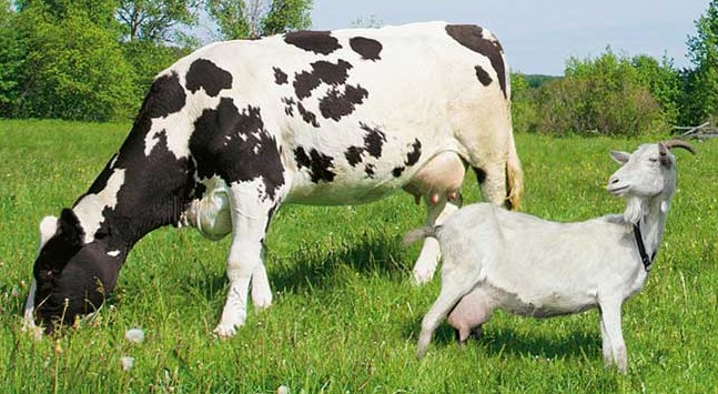 Hayvanlarda mavi dil hastalığı alarmı! Bir mahalle karantina altına alındı