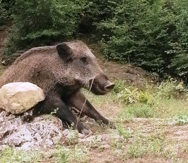 Yaban domuzuyla ölüm saçıyorlar! Avcılar hakkında şok iddia