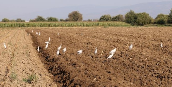 Aydın'da çiftçilere kuş desteği! Tarladaki büyük problemi ortadan kaldırıyorlar