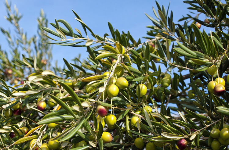 Zeytin üreticileri merakla bekliyordu! Sonunda açıklandı